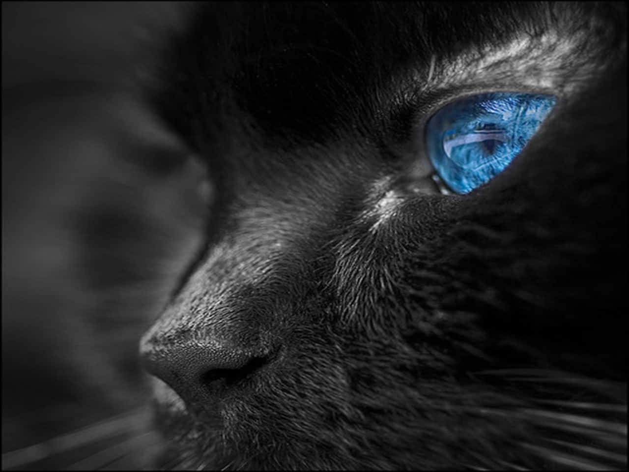 Cat Eyes 桌布 壁紙 — 黑貓臉部特寫，一隻鮮藍色的眼睛在單色背景下發光。