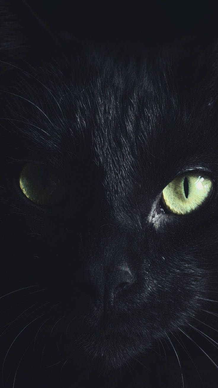 Scary Halloween iPhone 桌布 壁紙 — 黑貓臉部特寫，在黑暗環境中散發綠色光芒的眼睛凝視著。