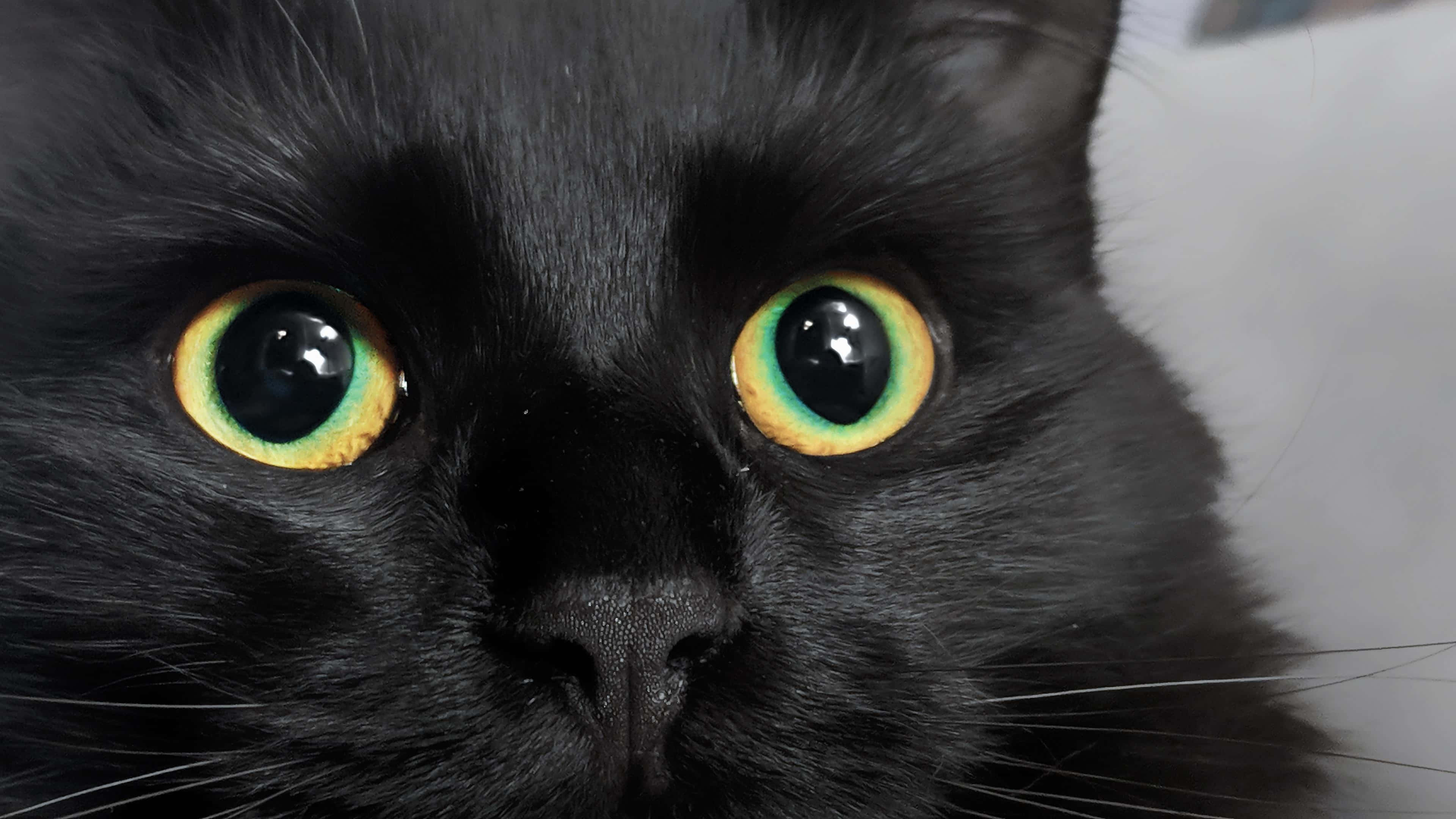 Cat Eyes 桌布 壁紙 — 黑貓臉部特寫，擁有引人注目的綠色和黃色眼睛，直視鏡頭。