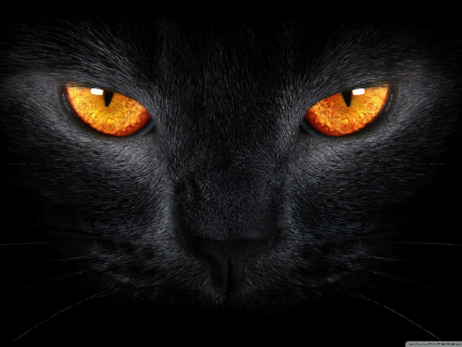Black Cat Halloween 桌布 壁紙 — 黑貓臉部特寫，琥珀色發光的眼睛在黑暗背景下強烈凝視。