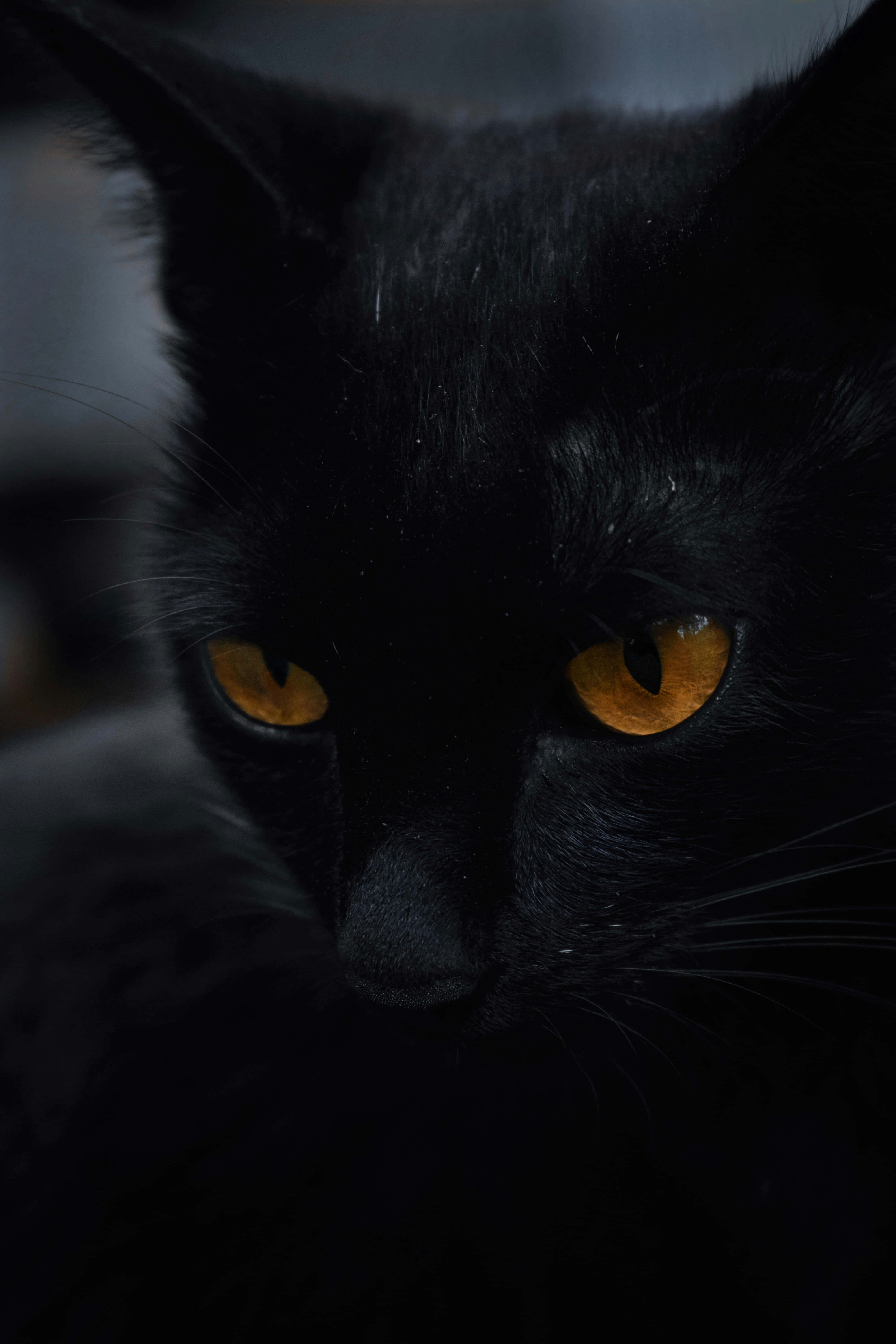 Cartoon Cat Scary 桌布 壁紙 — 黑貓臉部特寫，琥珀色眼睛在昏暗環境中發出光芒，凝視著。