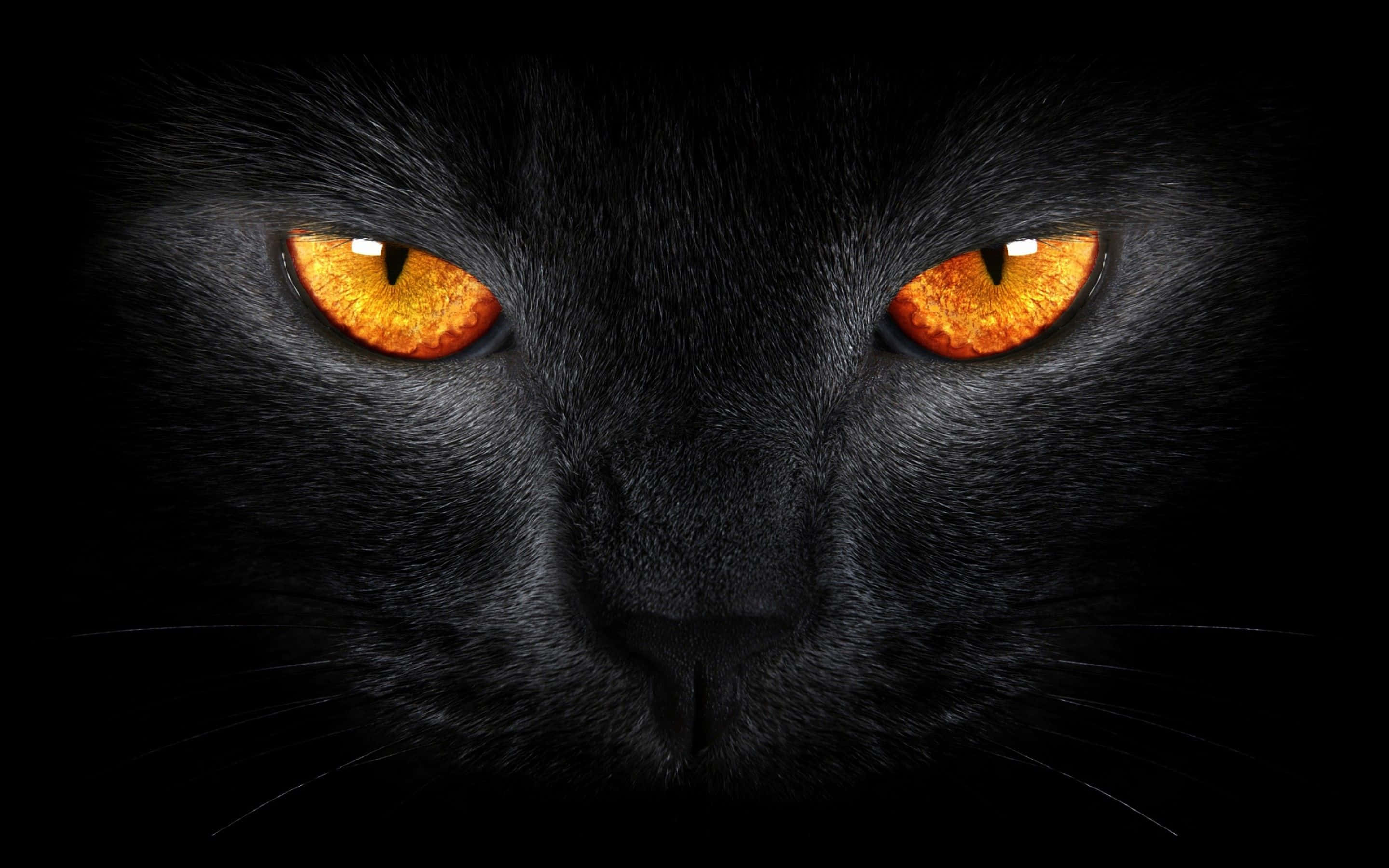 Cartoon Cat Scary 桌布 壁紙 — 黑貓臉部特寫，琥珀色眼睛發光，在黑暗背景下強烈凝視。