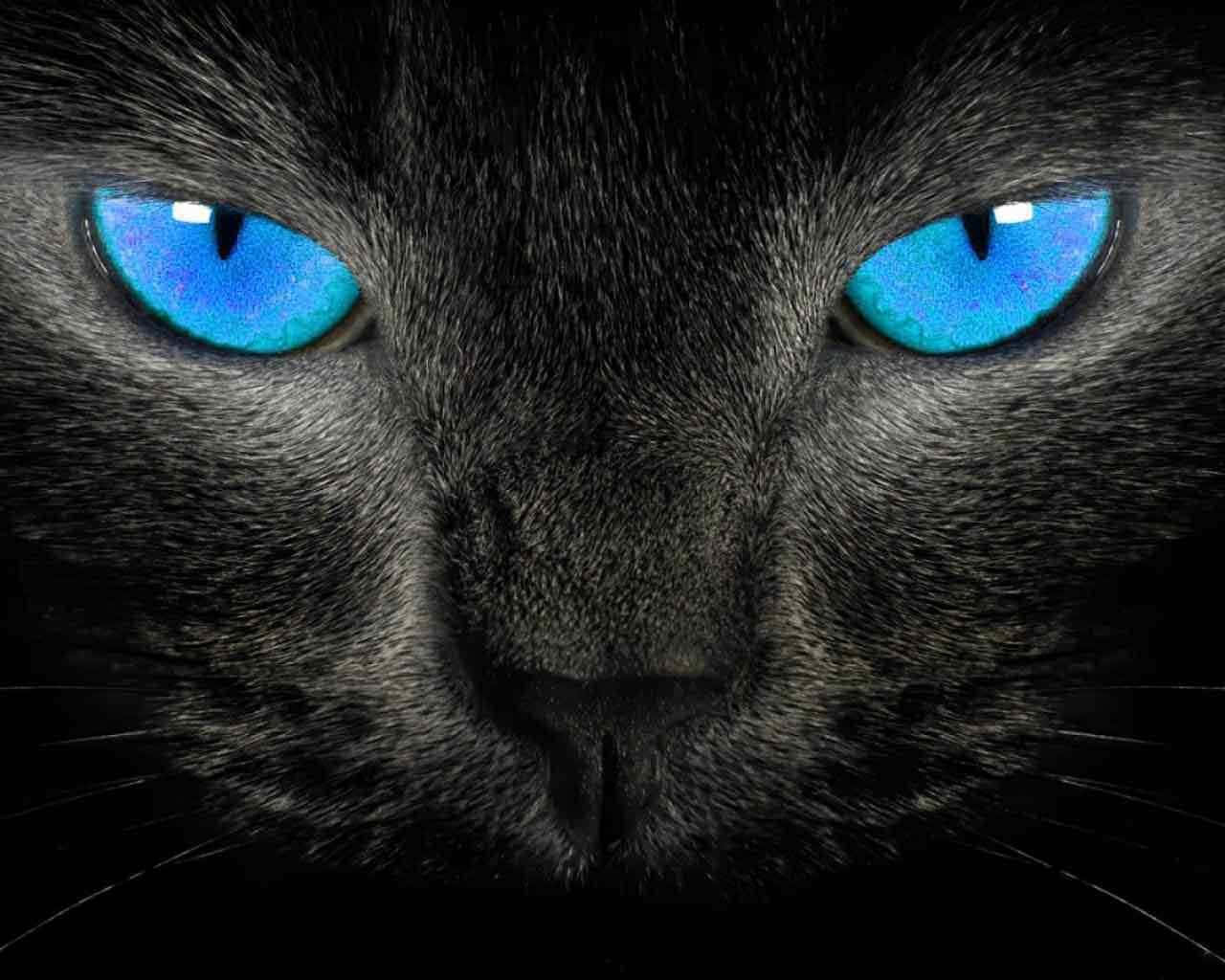 Cat Eyes 桌布 壁紙 — 黑貓臉部特寫，眼睛發出電光藍色光芒，背景為深色。