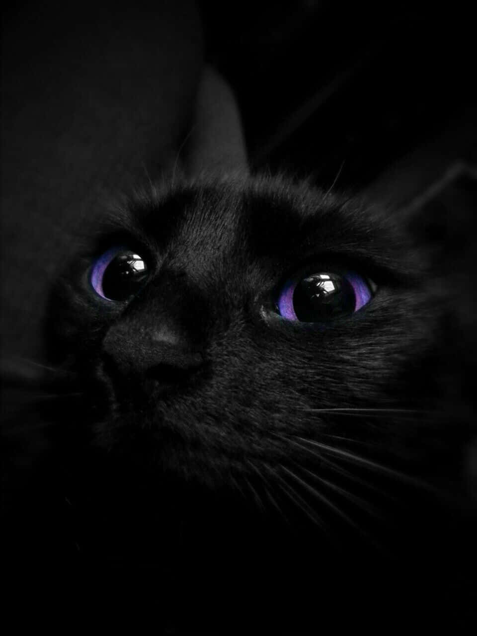 Aesthetic Black 桌布 壁紙 — 黑貓臉部特寫，紫色發光眼睛，深色背景。