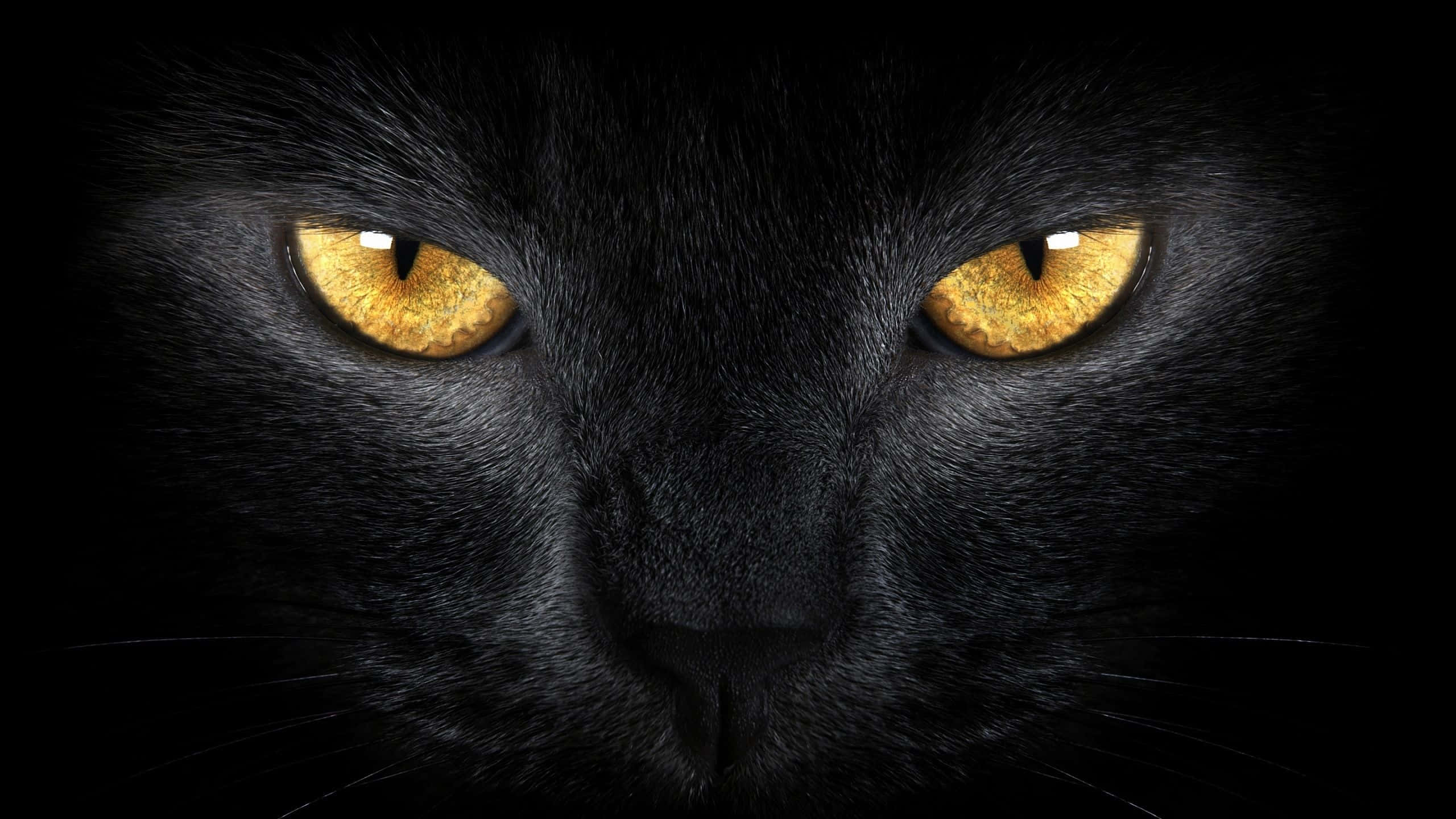2560x1440 Black 桌布 壁紙 — 黑貓臉部特寫，金色眼睛在黑暗背景中發光。