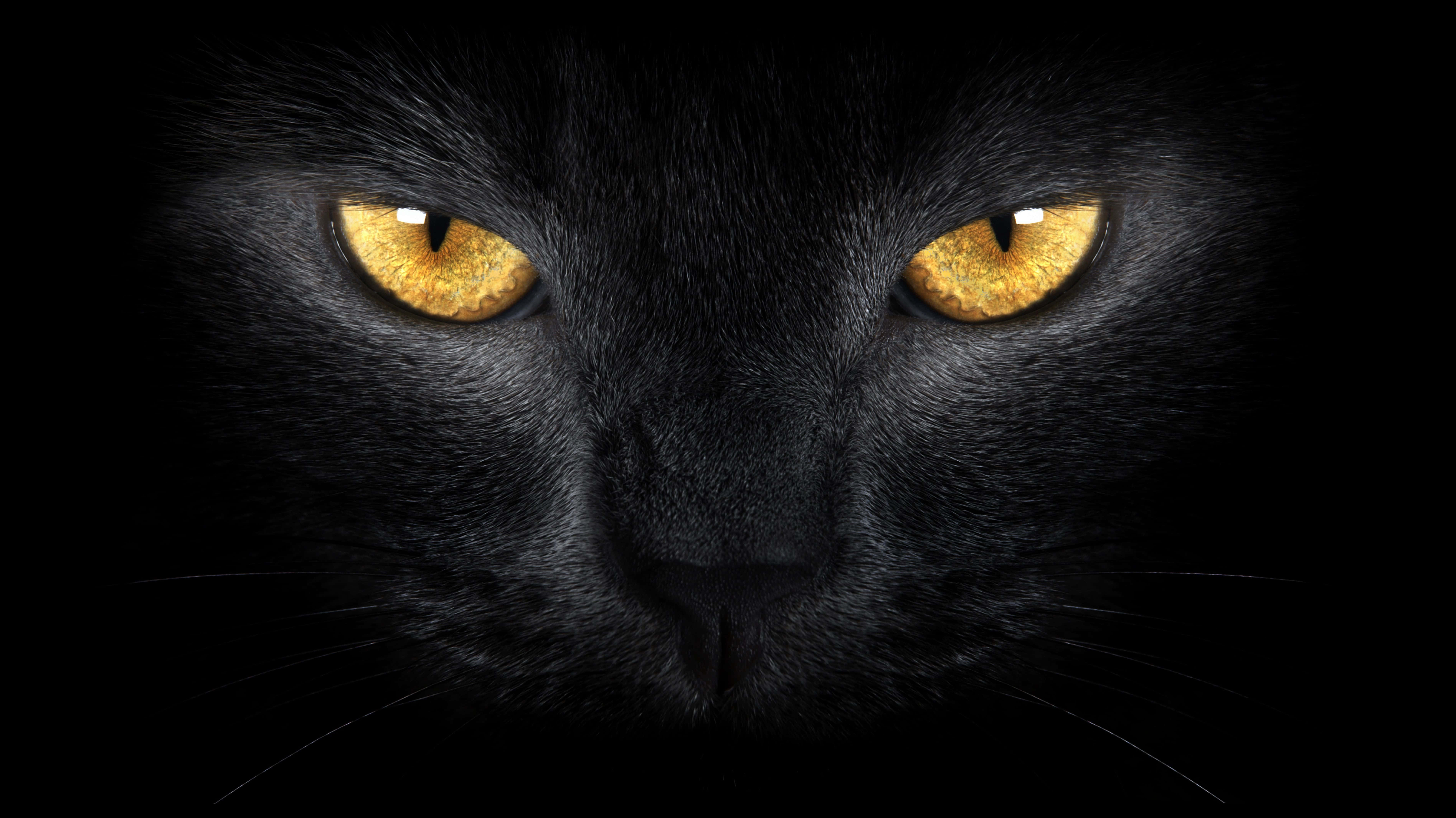 Cat Eyes 桌布 壁紙 — 黑貓臉部特寫，金色眼睛發光，在黑暗背景下強烈凝視。