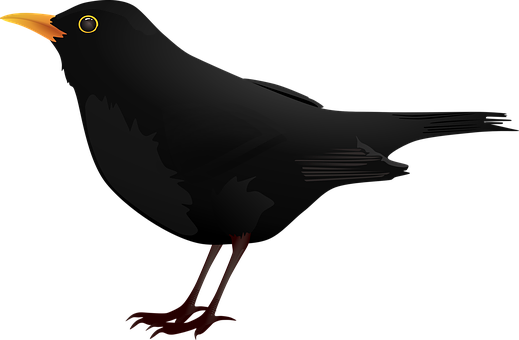 黑鳥向量插畫 壁紙