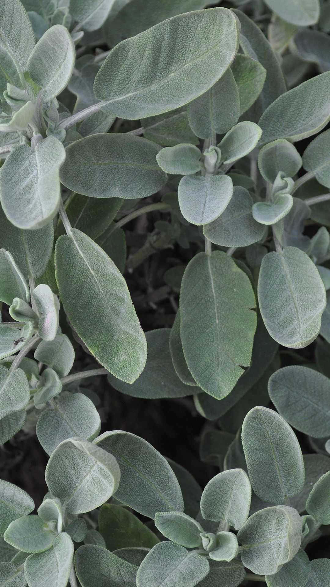 鼠尾草綠圖片 壁紙