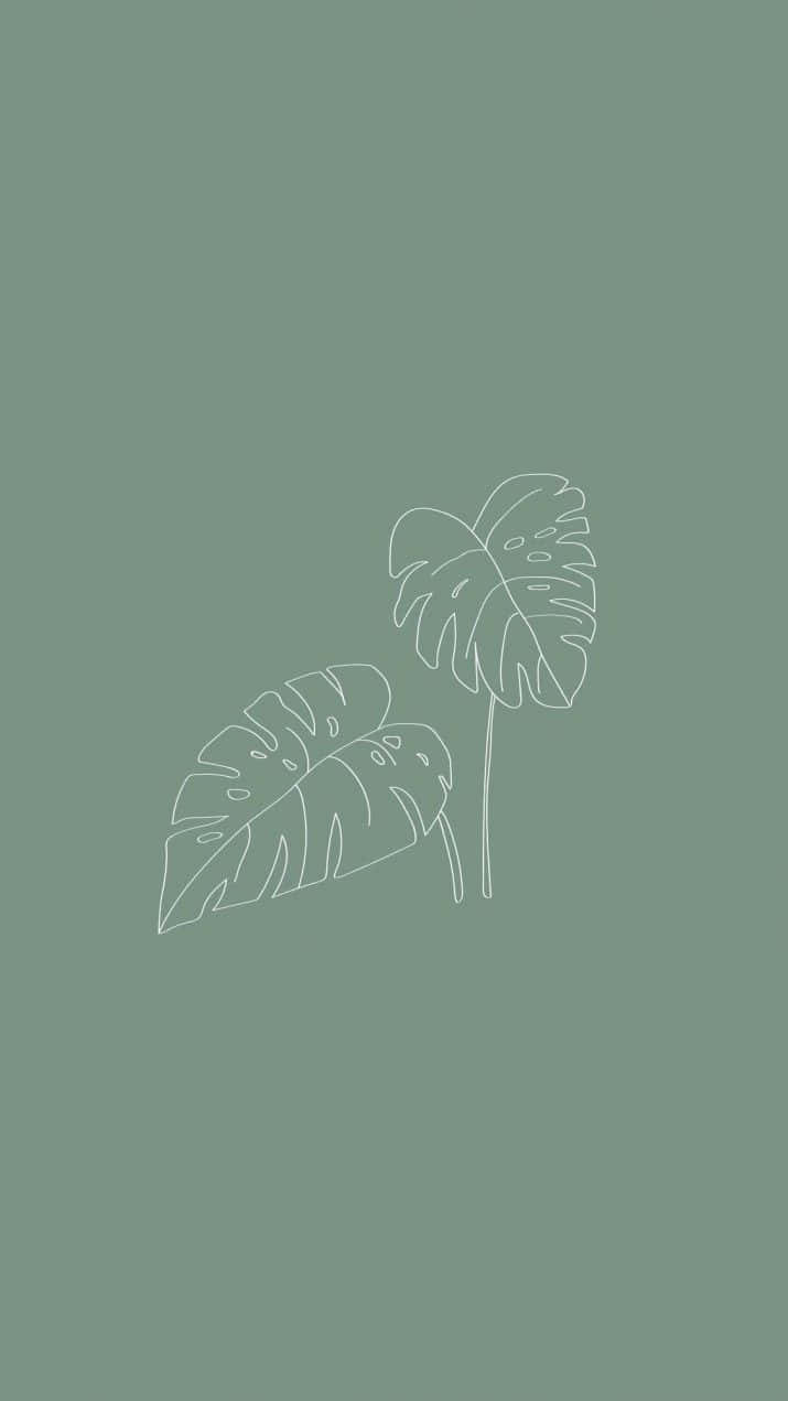 鼠尾草綠圖片 壁紙