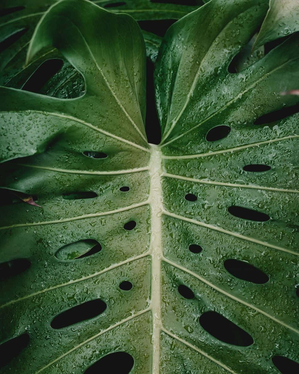 龜背芋背景 壁紙