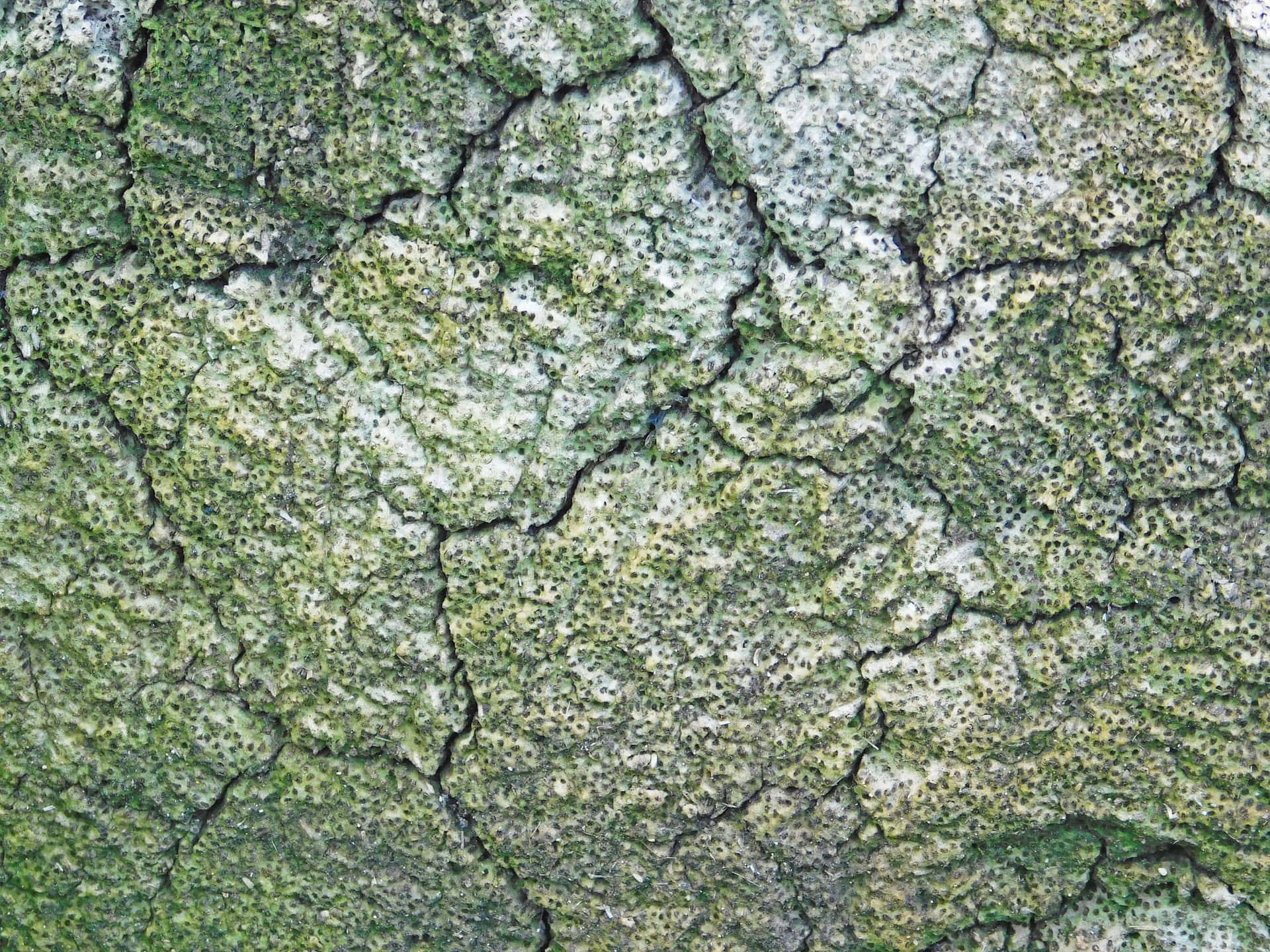 Tree trunk texture 壁紙 — 龜裂土地的特寫，覆蓋著綠色苔蘚和白色地衣，形成複雜的自然圖案。