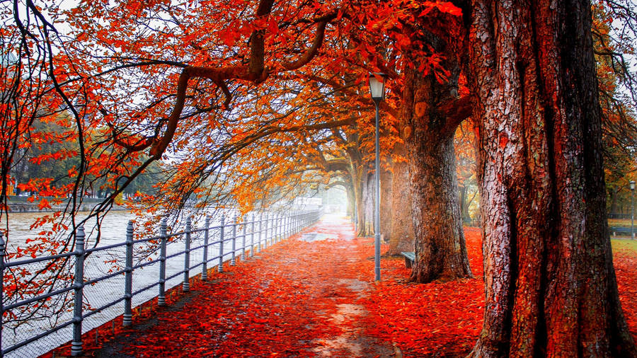 4K Ultra HD 2160p Red Autumn Trees