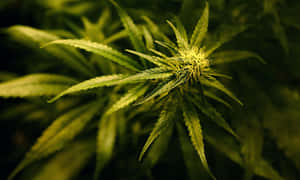 420 2060 x 1236 背景 — 420 壁紙