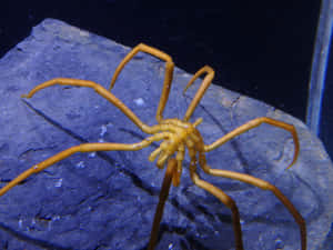 水族箱內藍色岩石上的橙色蜘蛛蟹 — 蜘蛛 壁紙