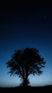 星空夜空下，帶有藍色漸變的樹木剪影。