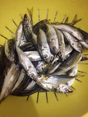 剛捕獲的銀色魚在黃色塑膠桶中，帶有金屬尖端。 — Kindle 壁紙
