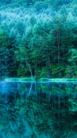 平靜的森林湖泊反射出高大的綠樹，呈現藍綠色光芒。 — 藍天 壁紙
