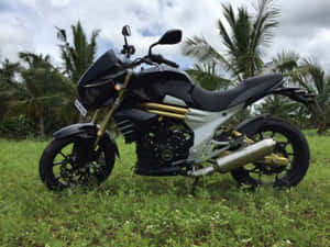 黑色和金色摩托車停在有棕櫚樹的草地上。 — 改裝摩托車 壁紙