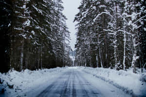 冬日森林中，高聳的松樹夾道而立，一條積雪的道路。 — 冬季風景 壁紙