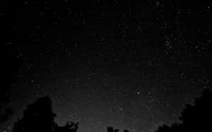 暗色樹木剪影框出星空夜空。 — 星星 壁紙