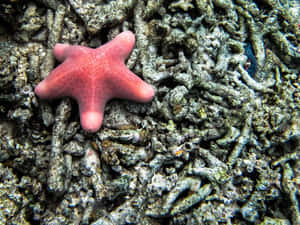 水下珊瑚礁上的粉紅色海星 — 金魚 壁紙