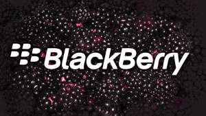 BlackBerry 標誌顯示在黑莓背景上。 — 黑莓 壁紙