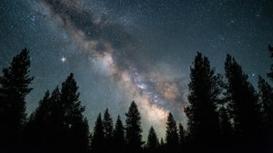 銀河系在夜間照耀著松樹林。