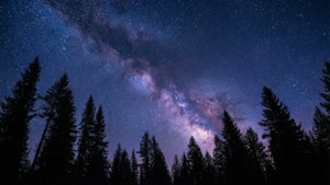 銀河系在夜間拱形跨越松樹林。