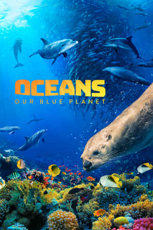 海豚和海獅在清澈的藍色海水中，在色彩繽紛的珊瑚礁上方游動。 — POCO Pad 壁紙