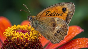 翅膀上有「Believe」的蝴蝶，停留在帶有露珠的彩色花朵上。