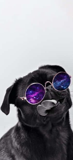 黑色巴哥犬戴銀河太陽眼鏡伸舌頭的攝影棚照片。 — Galaxy S25 Ultra 壁紙