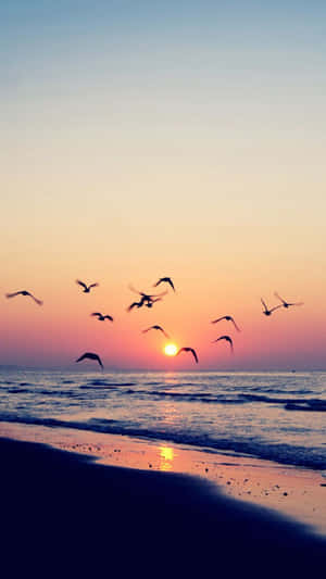 鳥兒在日落時分飛越海洋，天空色彩繽紛 — 海灘日落 壁紙