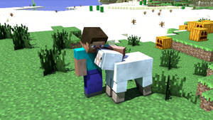 Minecraft 玩家在一個有南瓜和水的草地上擁抱一隻羊。 — 我的世界 壁紙