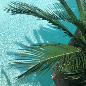 Palm fronds casting shadows on a turquoise swimming pool — 熱帶 壁紙