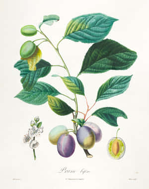 Prune bijère 李子植物的植物插圖，包含葉子、果實、花朵和橫截面。 — 植物美學 壁紙