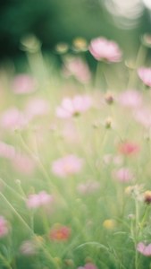在柔和陽光下，模糊的綠色田野中的粉紅色大波斯菊花。