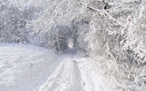 在輕柔降雪中，被結霜樹木環繞的雪地森林小徑。
