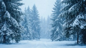 冬季積雪覆蓋的森林小徑，兩旁是常青樹。
