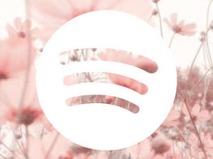 背景有粉紅色大波斯菊的 Spotify 標誌 — 花朵 壁紙