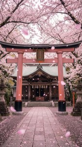 粉紅櫻花飄落在通往日本神社的紅色鳥居周圍。