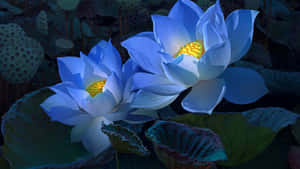 兩朵藍色蓮花，帶有黃色花心，在夜晚的黑暗池塘中發光。 — 暗色花卉 壁紙