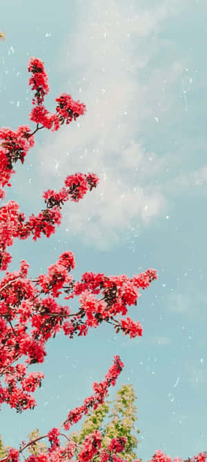 紅色花枝在藍天下，花瓣飄落。 — OnePlus 12 壁紙