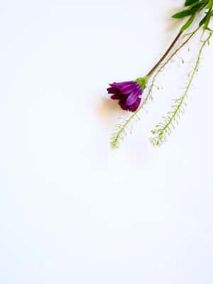 白色背景上，一朵帶有綠色莖和白色小花的紫色花朵。 — 2048x2732 壁紙