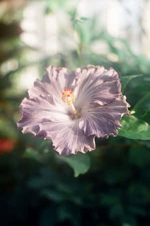 綠色花園中帶有橙色雄蕊的淡紫色木芙蓉花。 — 蓮花 GIF 壁紙