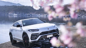 白色藍寶堅尼 Urus 停泊在雪湖旁，前景有櫻花。 — 蘭博基尼 壁紙