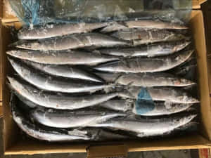 冷凍鯖魚包裝在一個有霜的紙箱中。 — 海鮮 壁紙