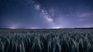 在繁星夜空下的麥田，銀河可見