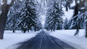 在寧靜的冬季森林中，兩旁種滿常綠樹的雪路。 — 冬季風景 壁紙