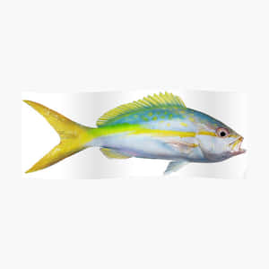 一條色彩繽紛的黃尾鯛魚，帶有藍色和綠色的標記。 — 乾淨 壁紙