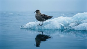 海鳥站在冰山上，水中倒影